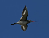 Rdspov <br>Black-tailed Godwit<br>Limosa limosa