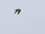 Fjllabb <br> Long-tailed skua<br> Stercorarius longicaudus