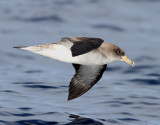 Gulnbbad lira <br> Corys Shearwater <br>Calonectris diomedea 