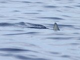 Blhaj <br> Blue shark <br> Prionace glauca