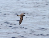 Monteiros Storm-petrel <br> Oceanodroma monteiroi