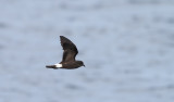 Monteiros Storm-petrel <br> Oceanodroma monteiroi