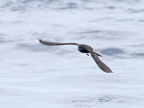 Monteiros Storm-petrel <br> Oceanodroma monteiroi