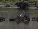Mindre beckasinsnppa <br> Short-billed dowitcher <br> Limnodromus griseus