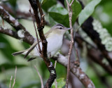 Rdgd vireo  <br>  Red-eyed Vireo <br> Vireo olivaceus