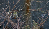 Vitkindad skogssngare <br> Blackpoll Warbler <br> Dendroica striata