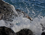Bandvingad snppa <br> Western Willet <br> Catoptrophorus semipalmatus