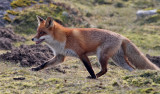 Rdrv <br> Red Fox <br> Vulpes vulpes