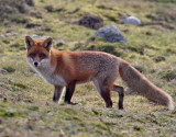 Rdrv  <br> Red Fox <br> Vulpes vulpes