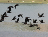 Bronsibis <br> Glossy Ibis<br> Plegadis falcinellus