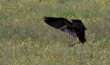 Bronsibis <br> Glossy Ibis<br> Plegadis falcinellus