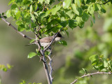 Mstersngare <br> Eastern Orphean Warbler<br> Sylvia hortensis