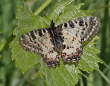 Eastern Festoon <br> Zerynthia cerisyi