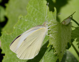Kålfjäril Large white Pieris brassicae