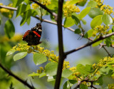 Amiral Red Admiral Vanessa atalanta