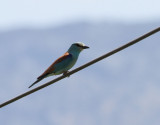 Blåkråka European Roller Coracius garrulus
