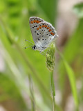 Rdflckig blvinge <br> Brown Argus <br> Plebeius agestis