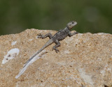 Taggsvansagam <br> Starred Agama <br> Laudakia stellio