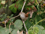 Cettisångare Cetti´s Warbler Cettia cetti