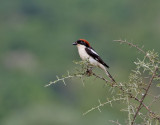 Rdhuvad trnskata <br> Red-headed Shrike<br> Lanius senator 