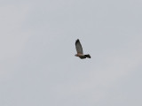 Balkanhk <br> Levant Sparrowhawk <br> Accipiter brevipes