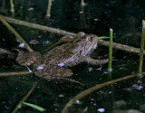 Frog sp