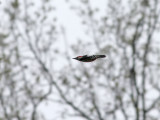 Mellanspett <br> Middle Spotted Woodpecker <br> Dendrocopos medius