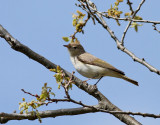 Balkansngare <br> Eastern Bonellis Warbler <br> Phylloscopus orientalis