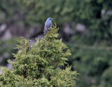 Bltrast <br> Blue Rock Thrush <br> Monticola solitarius