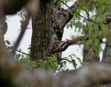 Mellanspett <br> Middle Spotted Woodpecker <br> Dendrocopos medius