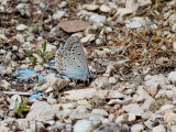 Blue sp.