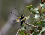 Libelloides longicornis