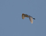 gretthger <br> Great Egret <br> Ardea alba