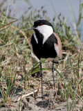 Sporrvipa Spur-winged Plover Vanellus spinosus