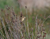 Svarthuvad sparv Black-headed Bunting Emberiza melanocephala