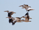 Vit pelikan <br> White Pelican <br> Pelecanus onocrotalus