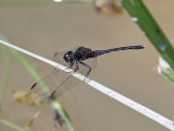 Dragonfly sp