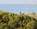 Svart frankolin Black Francolin Francolinus francolinus