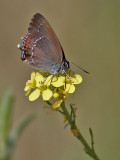 Krattsnabbvinge <br> Ilex Hairstreak <br> Satyrium ilicis