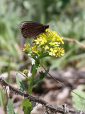 Steppe Ringlet Proterebia afra