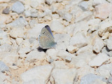 Blue sp.