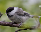 Talltita <br> Willow Tit <br> Parus montanus