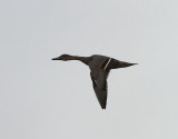 Stjrtand <br> Northern Pintail <br> Anas acuta