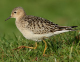 Prrielpare <br> Buff-breasted Sandpiper <br> Tryngites subruficollis