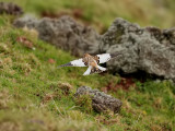 Snsparv <br> Snow Bunting <br> Plectrophenax nivalis