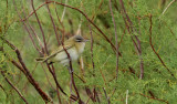 Rdgd vireo  <br>  Red-eyed Vireo <br> Vireo olivaceus