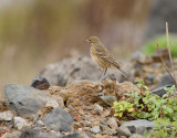 Hedpiplrka <br> Buff-bellied pipit (American Pipit) <br> Anthus rubescens rubescens