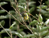 Hybrid <br> Goldenwinged X Bluewinged Warbler