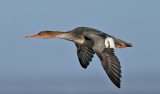 Smskrake <br> Mergus serrator<br> Red-breasted Merganser