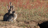 Kanin <br> European rabbit <br> Oryctolagus cuniculus